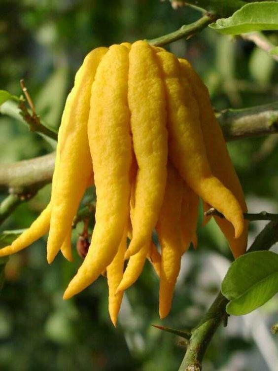 BUDDHA‘S HAND FRUIT